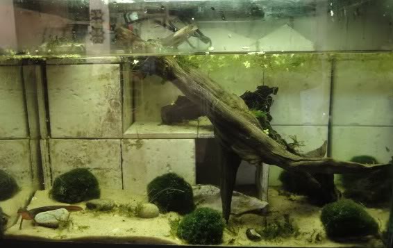 40L Paddle tail newt tank
