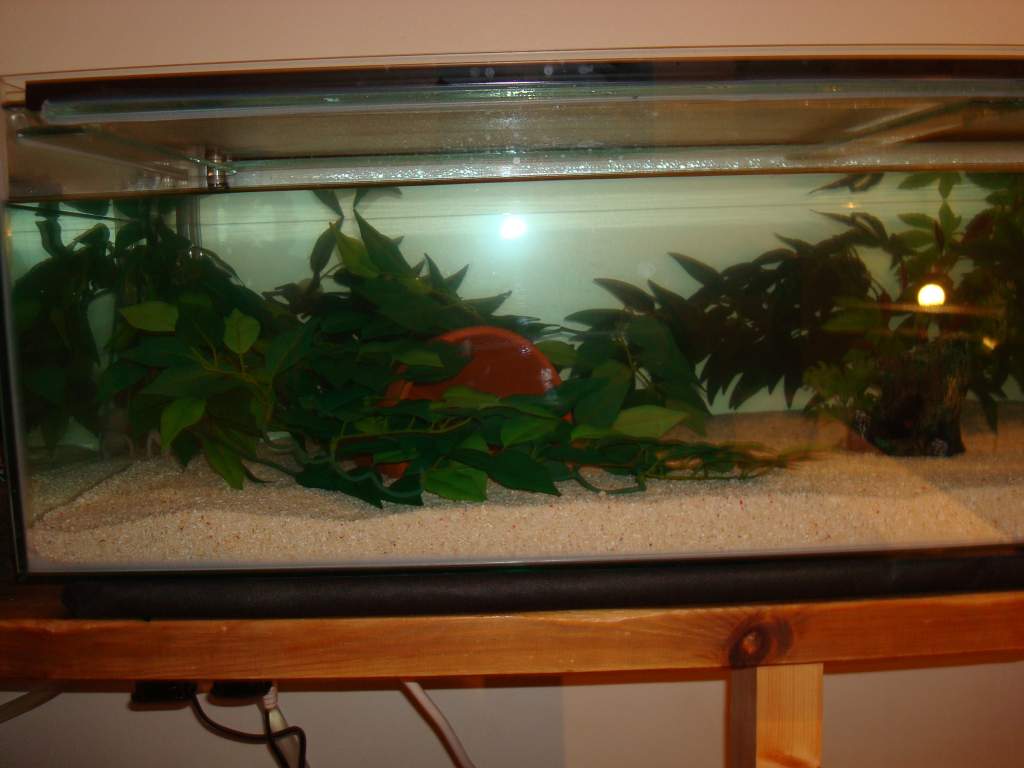 48 x 18 x 12 Tank Pics 001