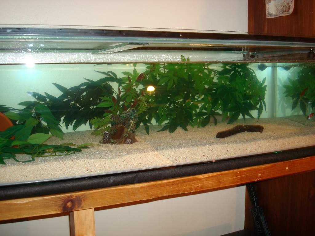 48 x 18 x 12 Tank Pics 002