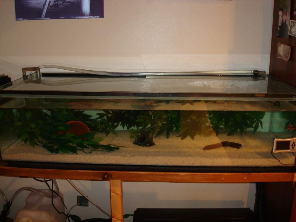 48 x 18 x 12 Tank Pics 004