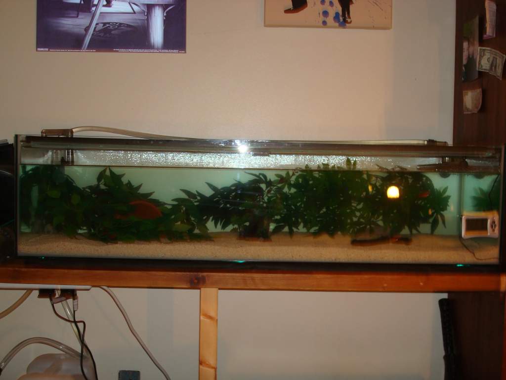 48 x 18 x 12 Tank Pics 005