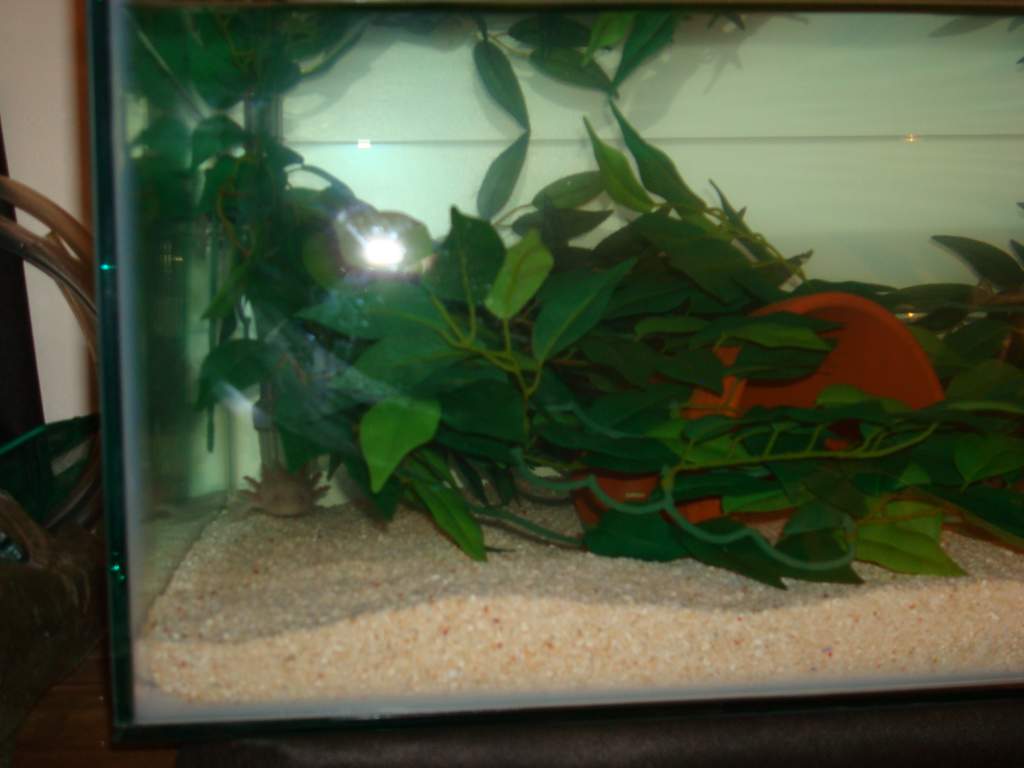 48 x 18 x 12 Tank Pics 006