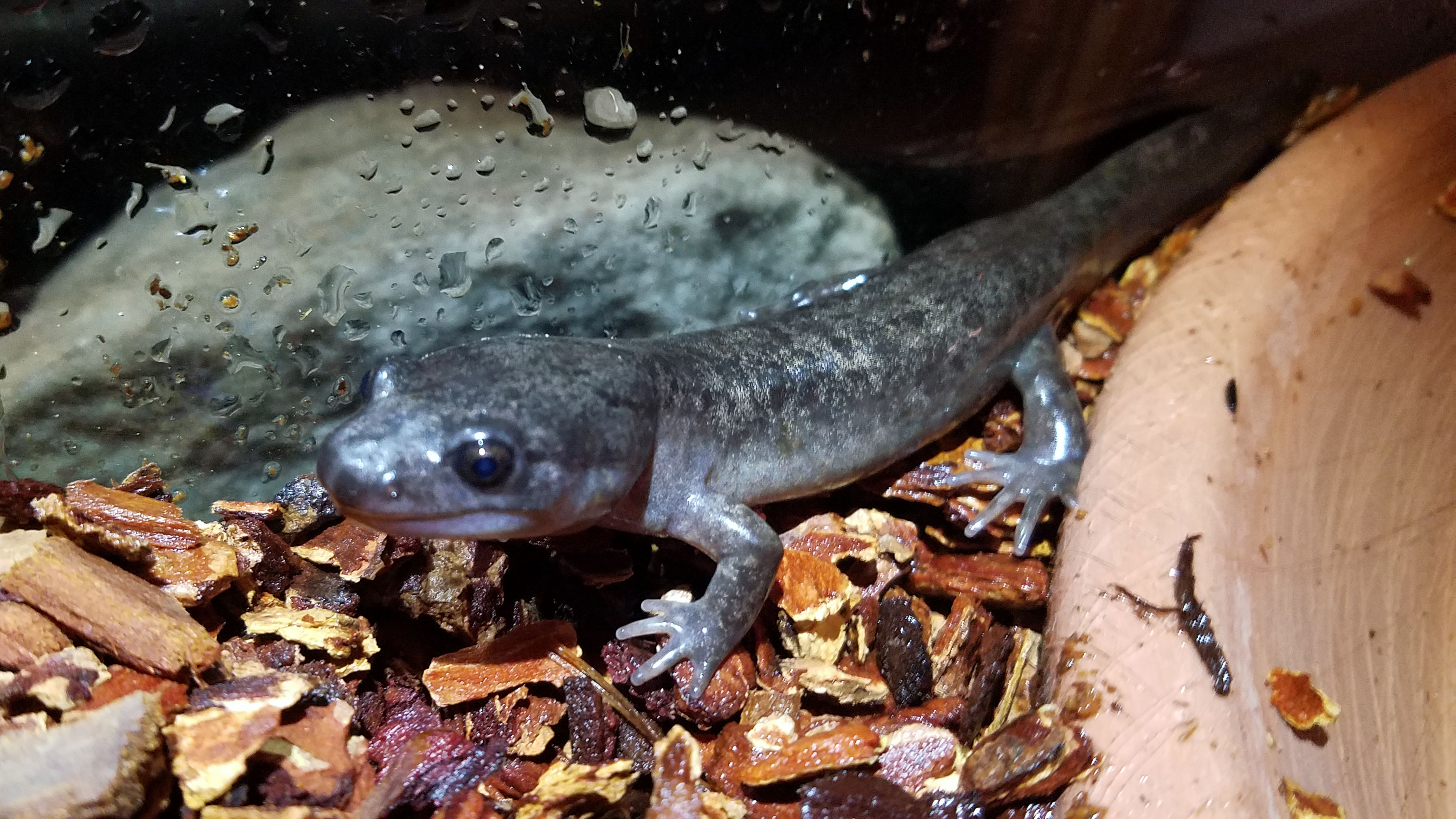 4yr old 3 days post morph (final shedding of larvae coloration skin)