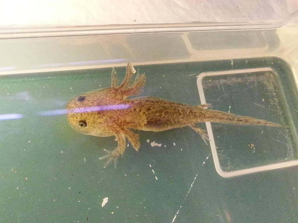 5.14 GFP Greenish Wild Type1
*Obtained from Ally(RupertxGiles)
This one is going to be a beauty!