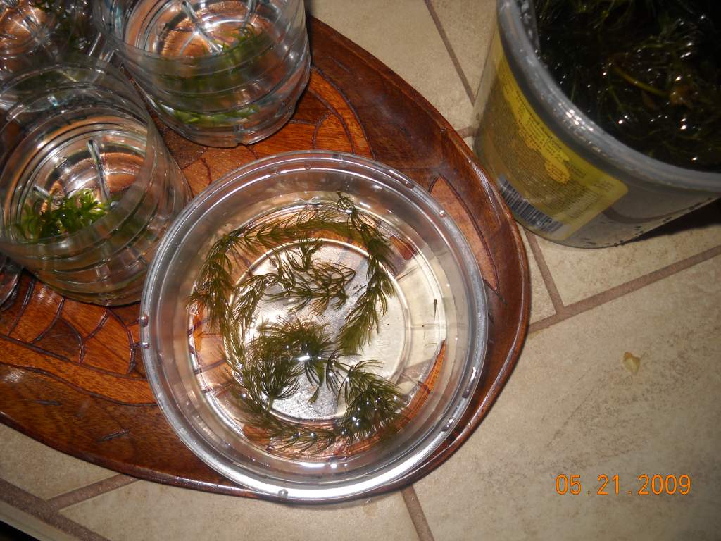 5/21/2010 "Leaf" Is the first one to hatch. He was on a single leaf when I got him. Hes in his own container with no additional eggs.