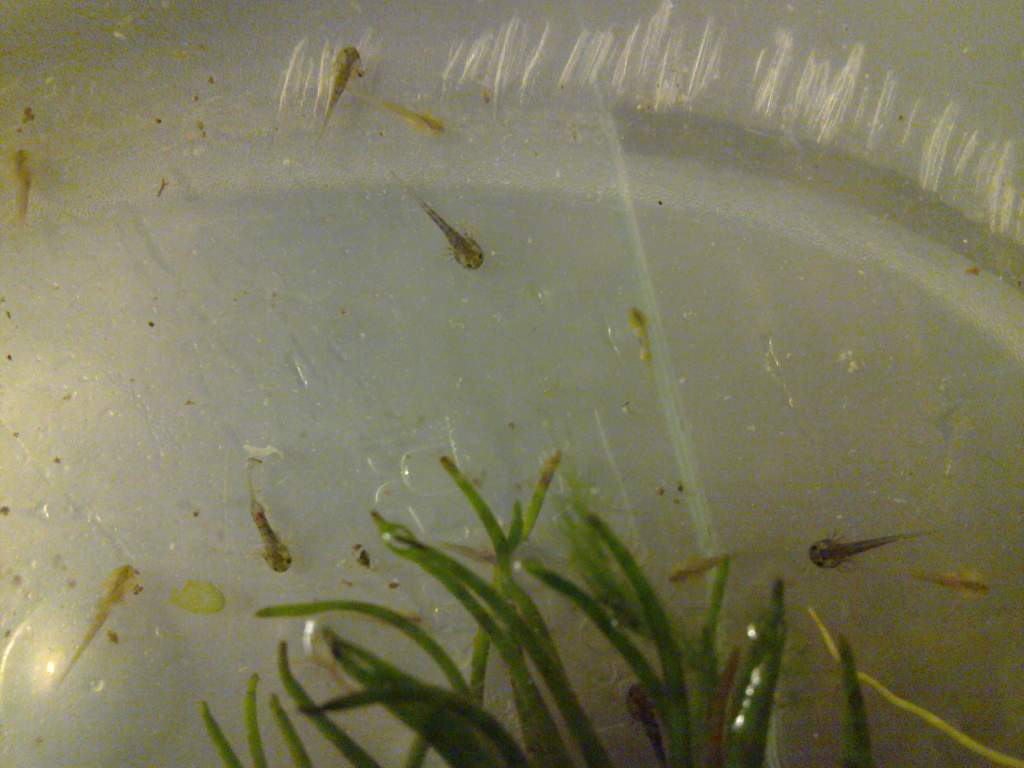 5 days after the first hatching...