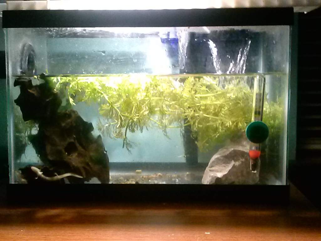 5 gal
