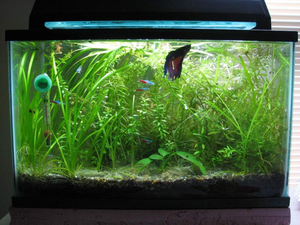 5 gallon fish tank, 8 months after setup  : Newts and  Salamanders Portal