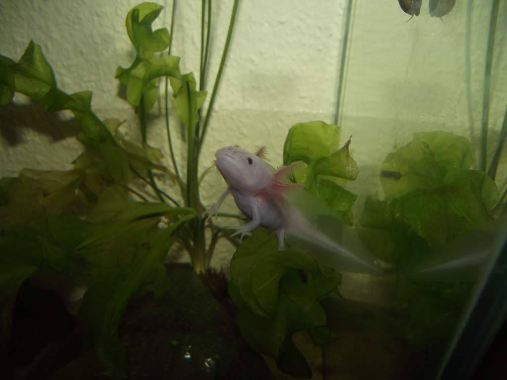 5 months old