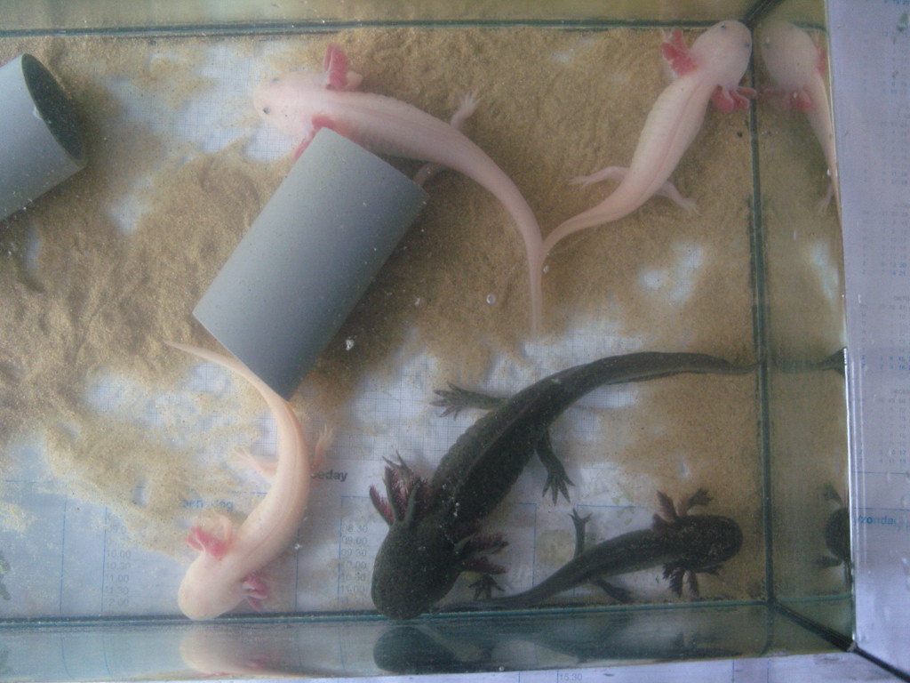 5 of them in other tank while cleaning their main tank.
(Frangipane, Plant, Xotl, other leucistic and albino)