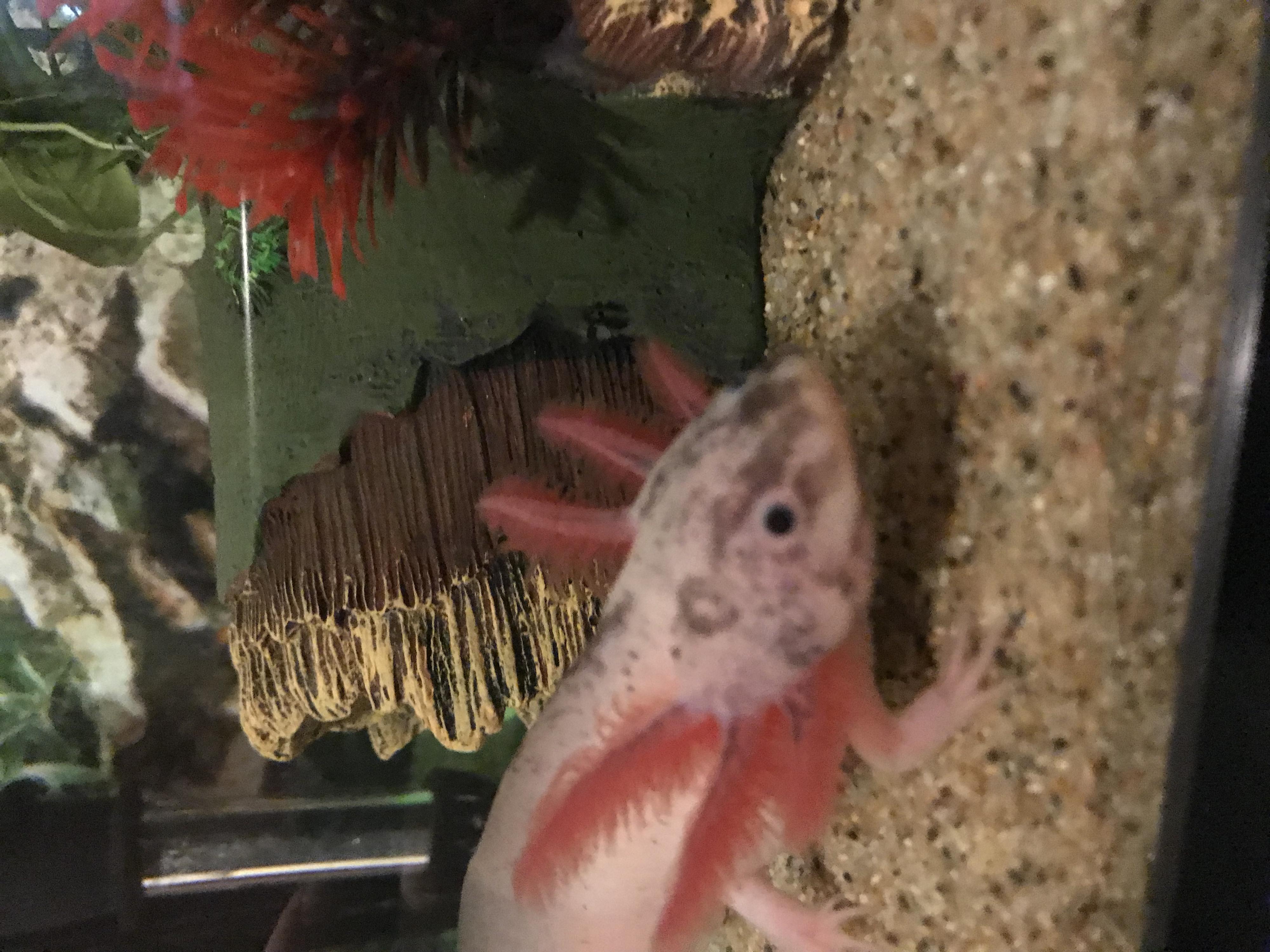 52938E08 F06D 48E1 ACE3 B950EE1EE763