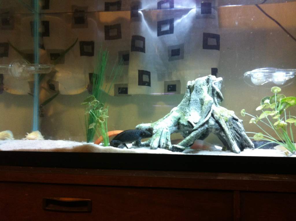 55 main tank with my established kids