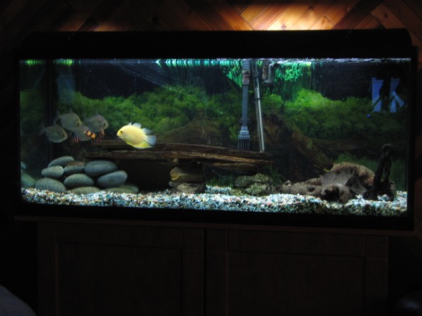 58 Gallon Tank (Gold Severum, Silver Dollar, Clown loach, Paradise fish, & Pleco)