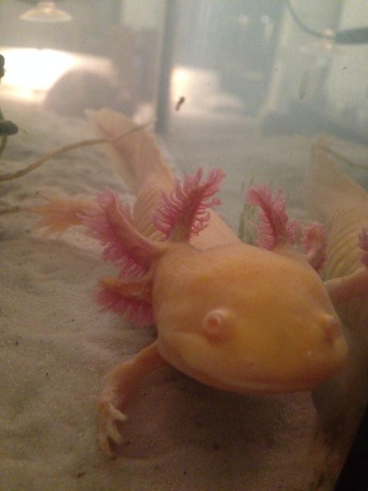 6/5/14- Angel- my beautiful girl