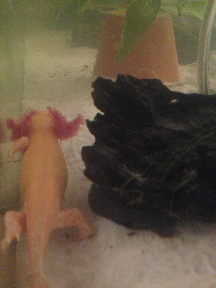 6/5/14- Angel- shes putting weight back on- im hoping for her to continue :)