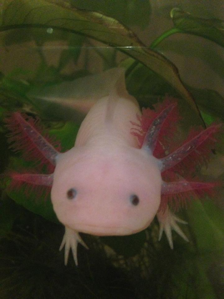 6/5/14- 'baby' is pretty adorable considering the missing gill (got her with only 5 its very slowly growing back)