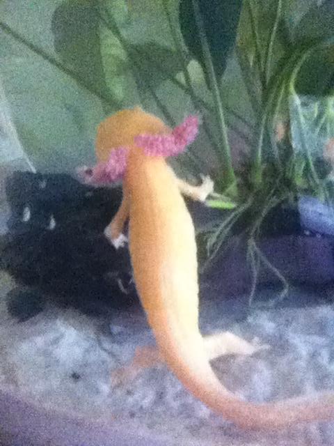 6/5/14- I just put Angel back into the main tank- after looking at the sand she climbed onto the driftwood- stopped her salt baths 3 days ago- eating 