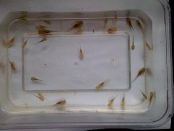 63758 4410687780038 647912188 n[1]