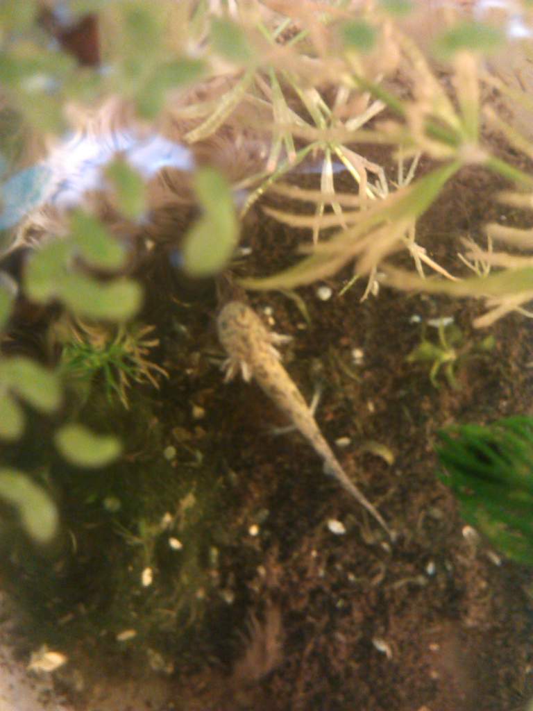 7 month waltl larvae