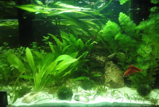 70L Betta community tank