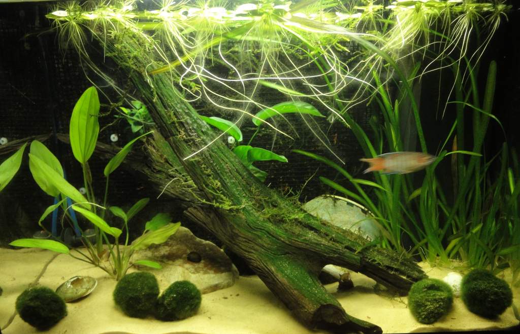 70L Paradise fish tank