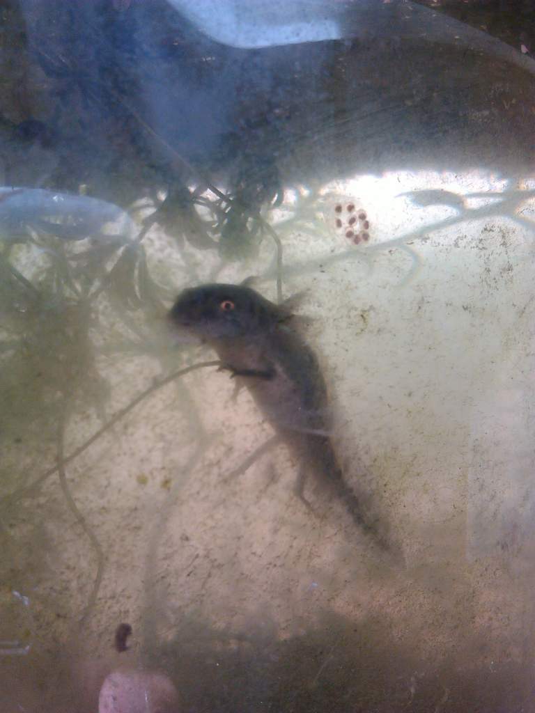 8 month old waltl larvae