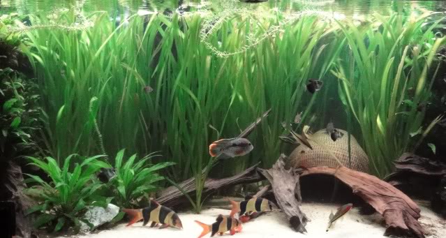 800L Community tank