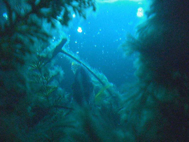 90 gallons under the sea
