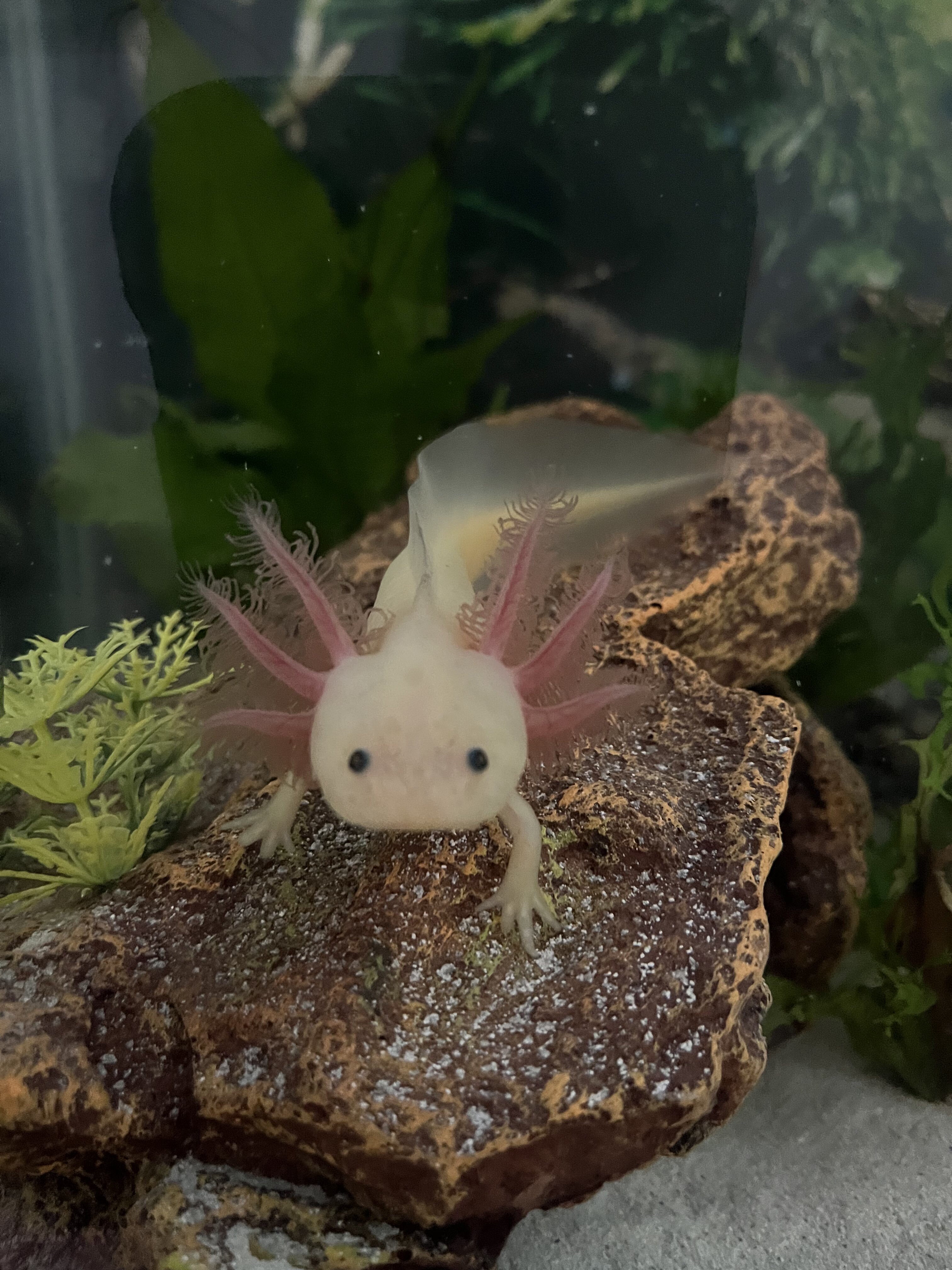 9C61F244-050B-4872-A448-CCBEBE965B80.jpeg