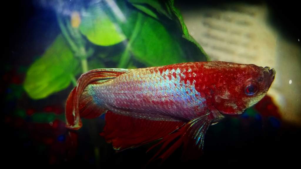 A beautiful male Betta fish.