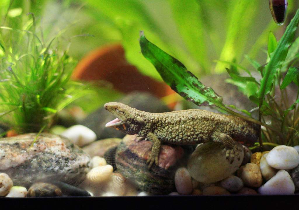 A big yawn for a big boy!