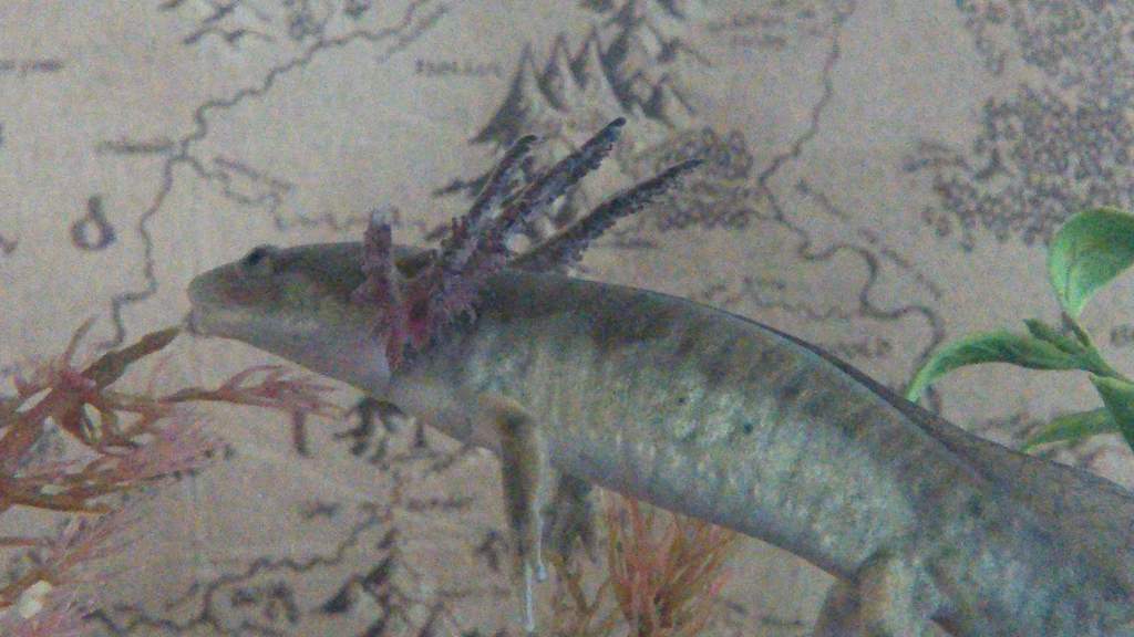 A closer look at Mullet and his infinity gills.