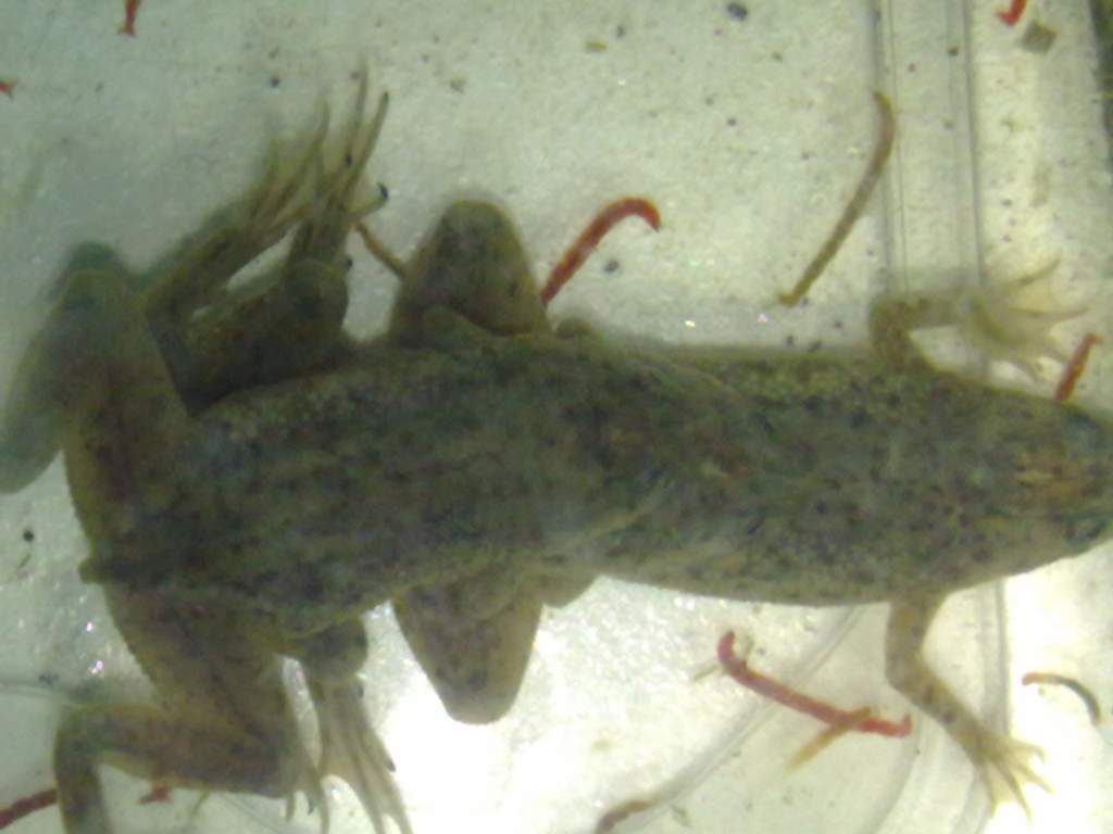 A Congo of Dwarf Frogs! (Hymenochirus boettgeri)