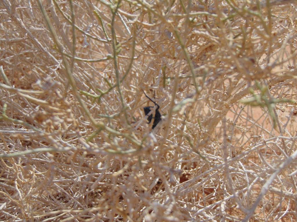 A darkling beetle in the genus Adesmia. Eating a type of desert plant in Wadi Rum