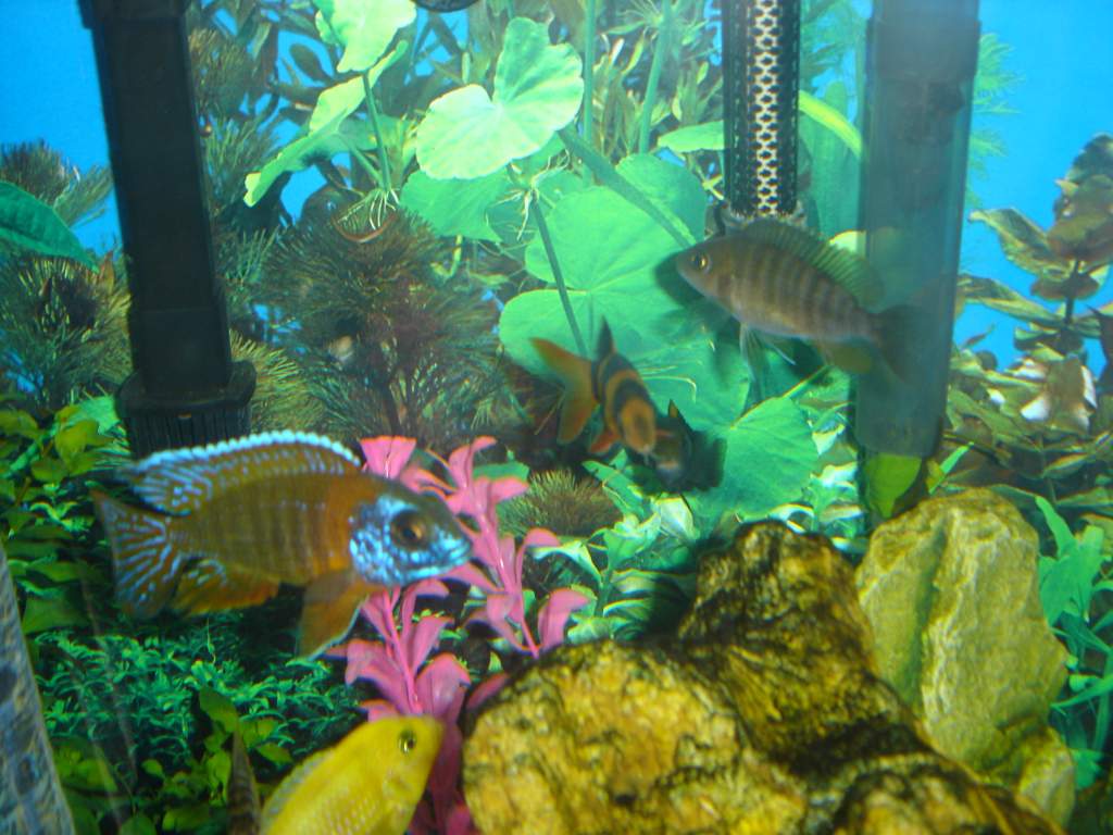 A few fish I used to have. African cichlids, except for the orange clown loach