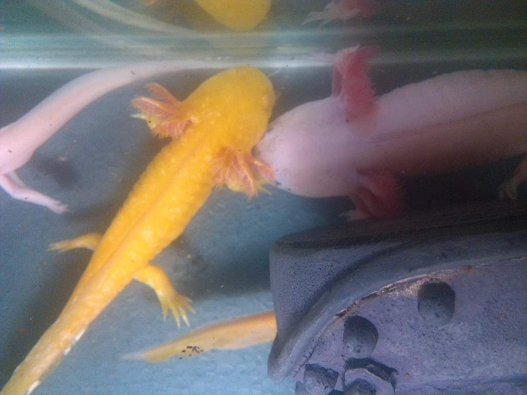 A few weeks ago when they were in with my flatmates axy while my tank was out of action. Slight size difference but they hate being seperated. They ha