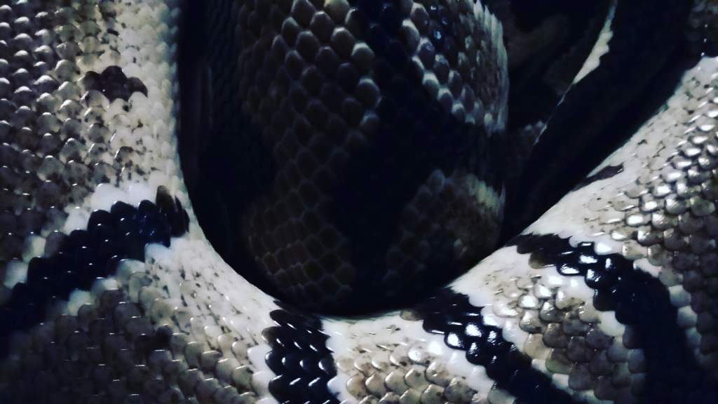 A friend's boa constrictor