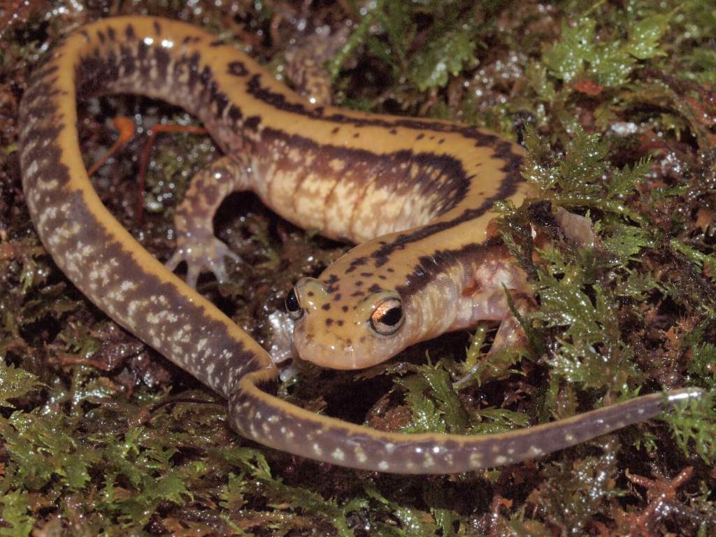 A gravid female three lined salamander (Eurycea guttolineata).