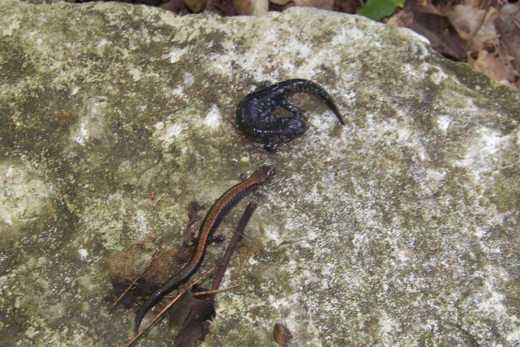 A. laterale complex
P. cinereus