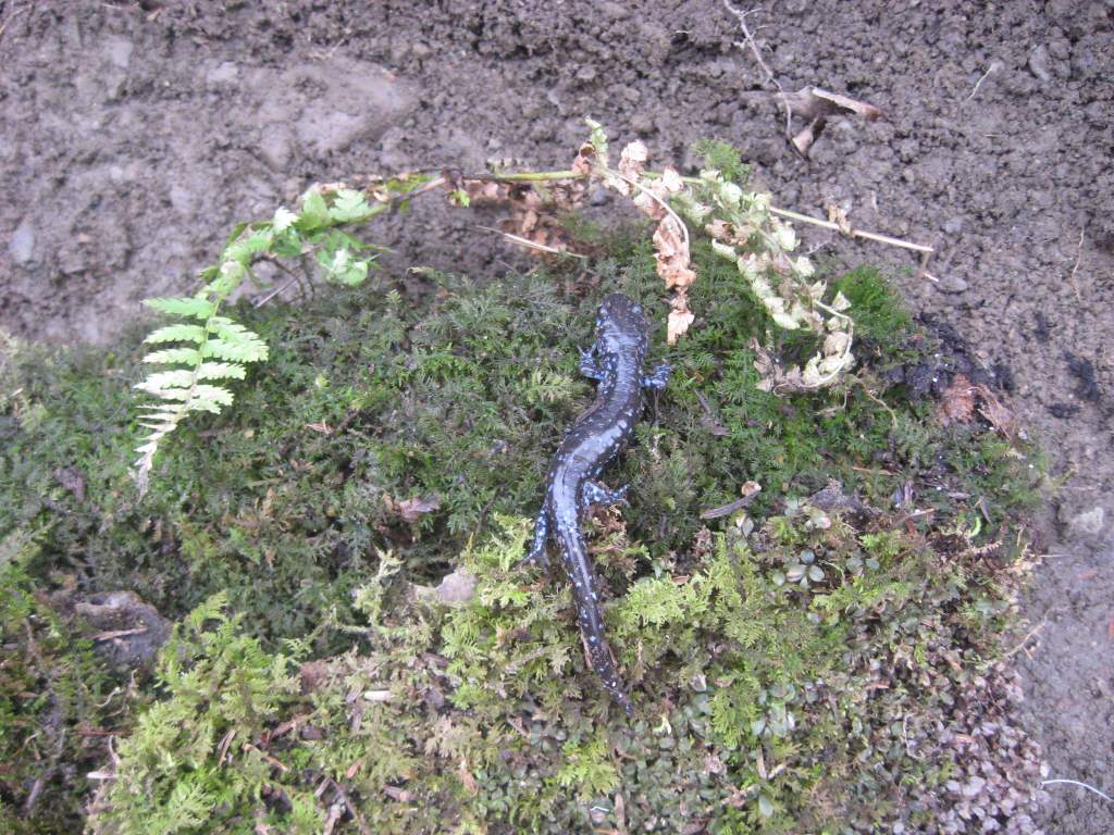 A. laterale