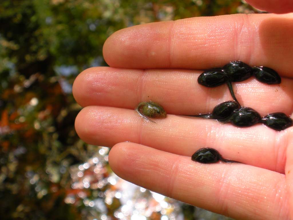 A leucistic American toad tadpole (Anaxyrus americanus). I found 2 in my trap (which contained 2100 toad-poles).