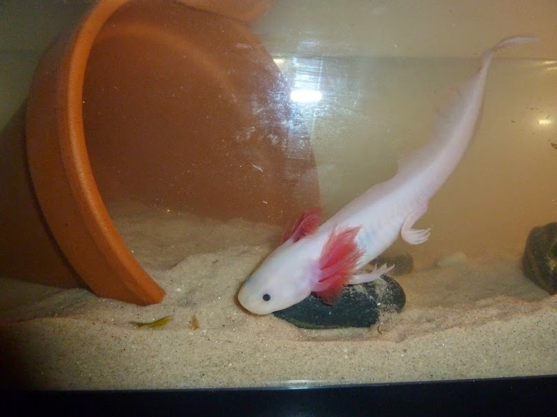 A little exploration...first day in tank.