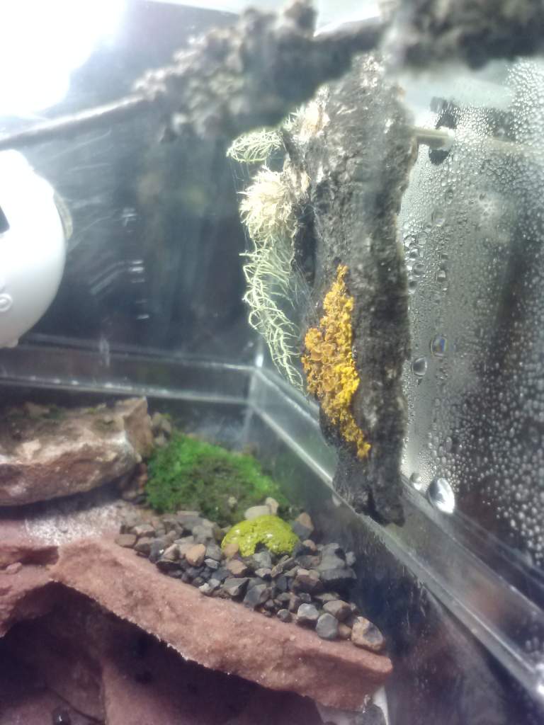 A little lichen from an aspen with old man's beard lichen attached with glue.
