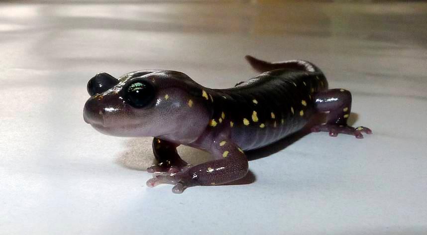 A.lugubris born 2011. Photo by Jenny Spencer.