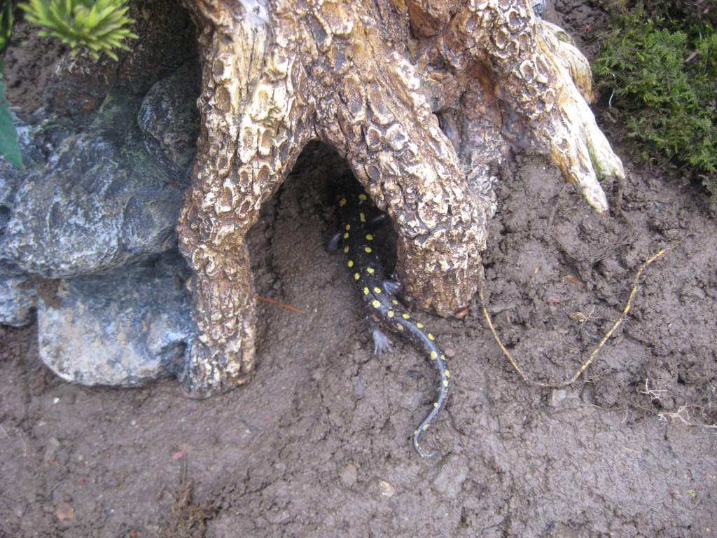 A. maculatum