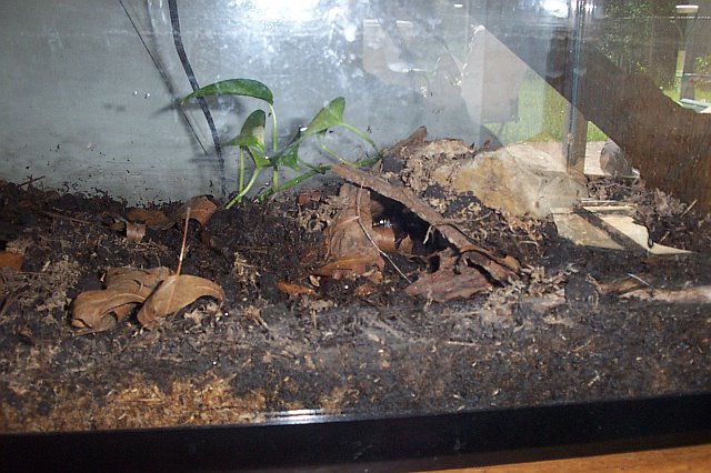 A. Maculatum