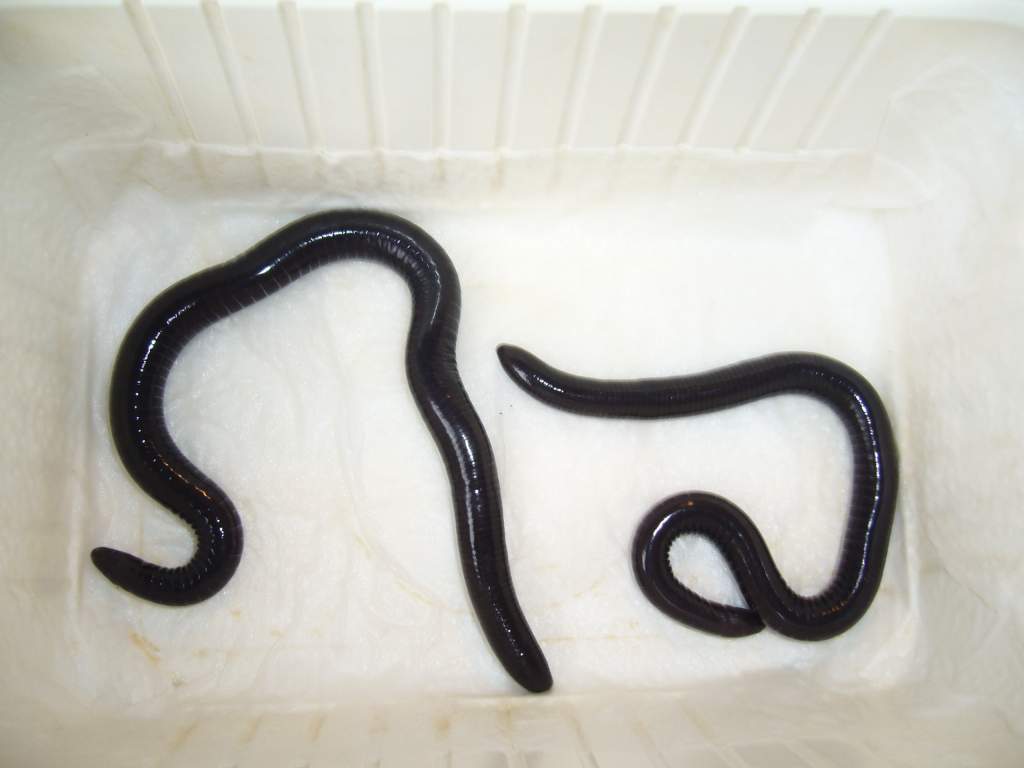 A pair of Geotrypetes seraphini, female left, male right - I think...