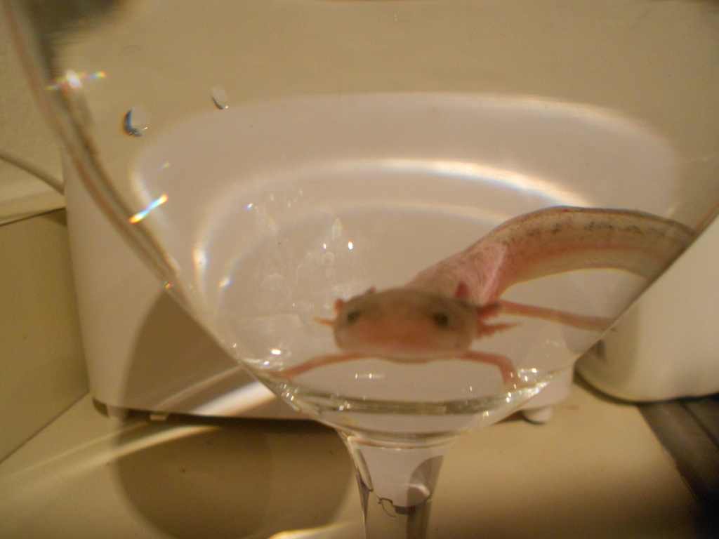 a "paradoux axolotl" via the breeder in AZ .. See my thread about this guy.. poor boy is missing parts of his gills and was super skinny when I brough