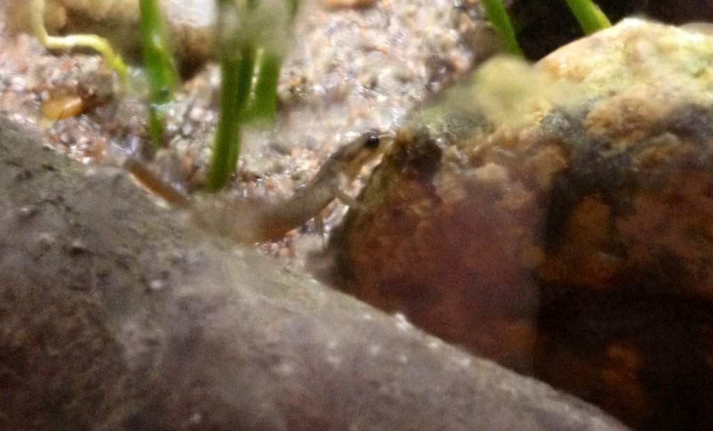 A picture i took in december of Draiman when he Climbs some rocks.