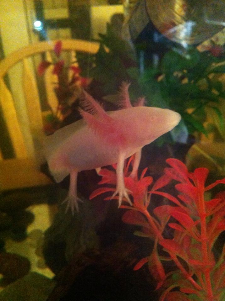 A picture I took today to (hopefully) show how much he's grown since I got him on August 12th.